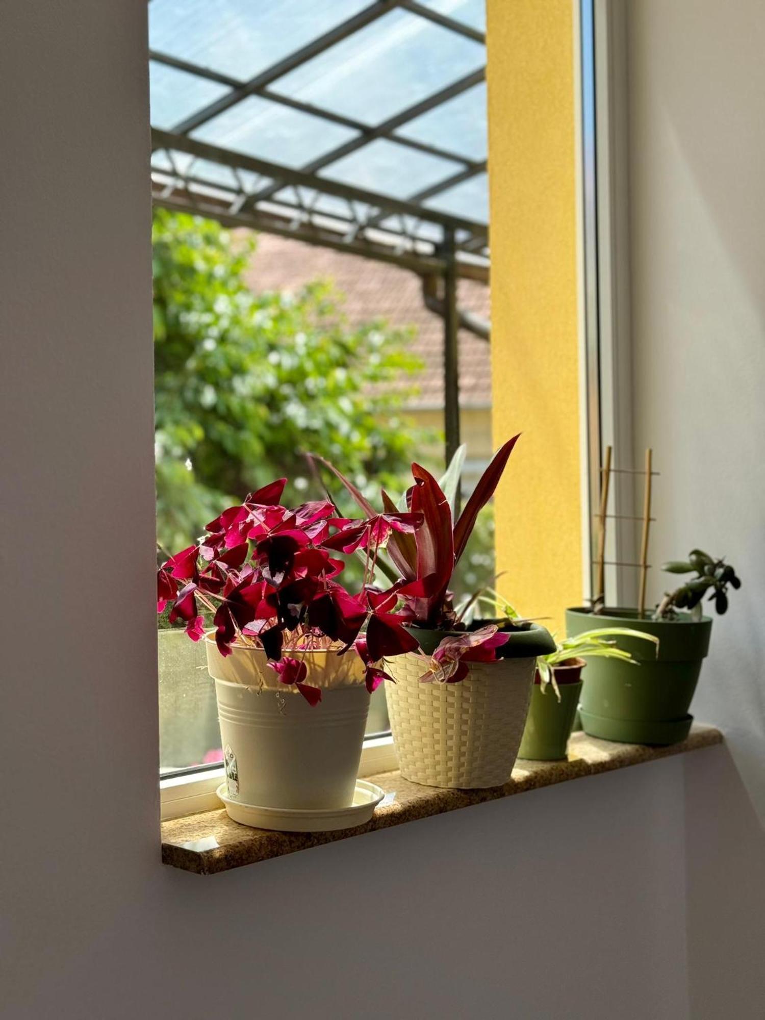 Apartament Victoria Timişoara Buitenkant foto
